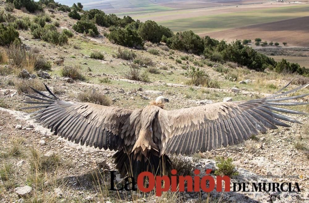 Liberan un Buitre Leonado en la Sierra de Mojantes