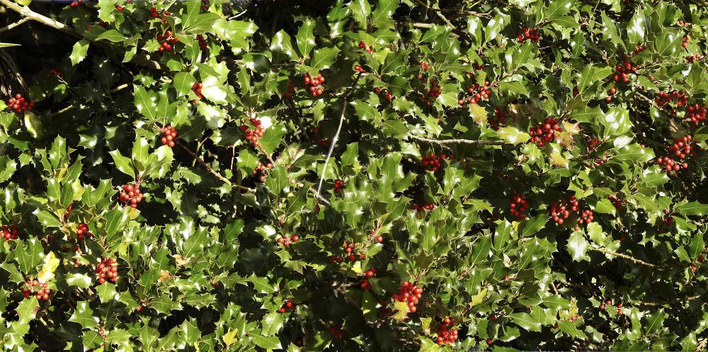 Boix grèvol. El nostre lector va captar aquesta imatge a la vall de Sant Llorenç de Morunys. El boix grèvol se’l coneix per les boles vermelles i fulles punxegudes que decora les nostres llars durant les festes nadalenques.