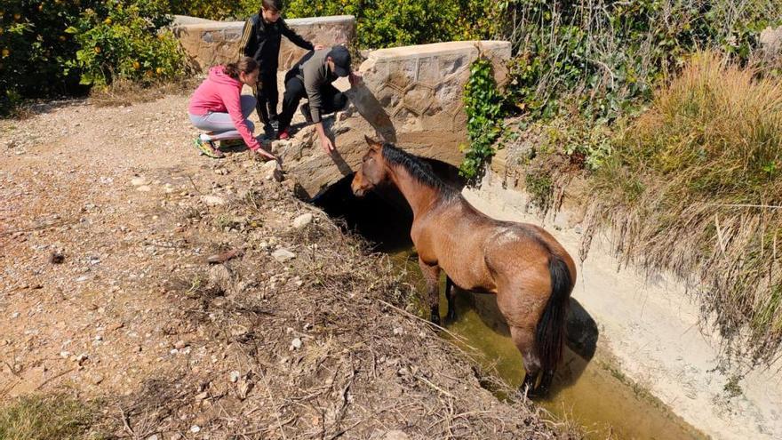 La Guardia Civil de Jacarilla rescata a un caballo que llevaba seis horas en una acequia