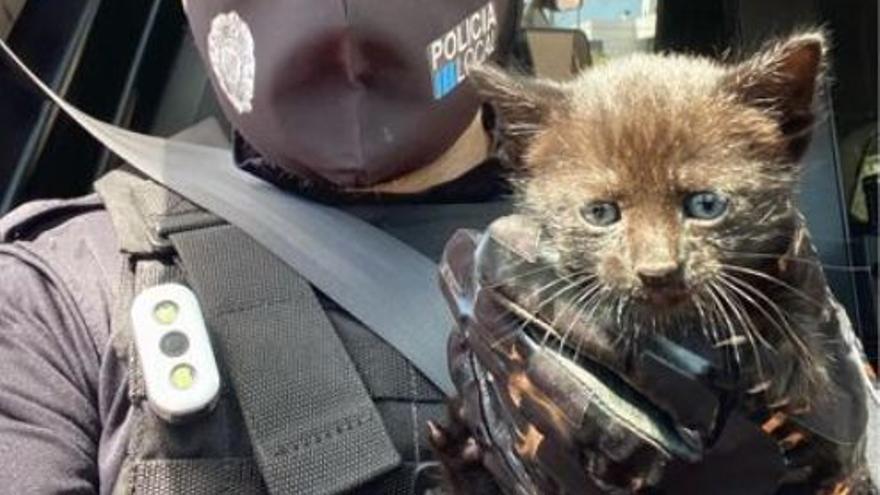 La Policía Local de Sant Josep rescata un gato.