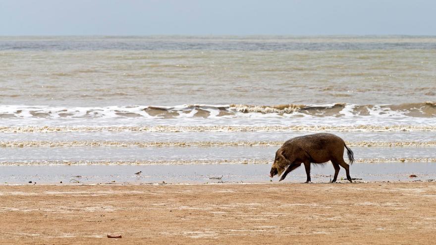 Vídeo: Un jabalí se pasea por la playa en Benicarló