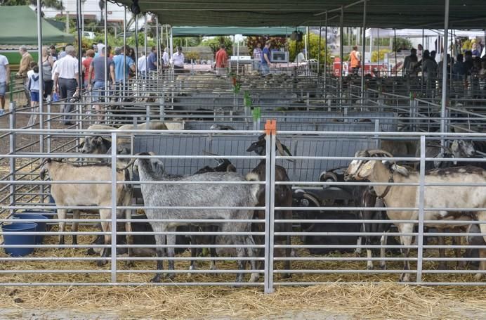 ARUCAS GRAN CANARIA A 27/05/2017. Feria de Ganado en la Granja del Cabildo de Gran Canaria. FOTO: J.PÉREZ CURBELO