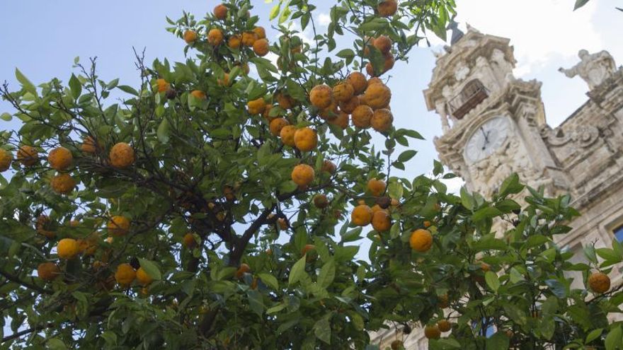 Alzira y Torrent también estudian que sus naranjas urbanas sean comestibles