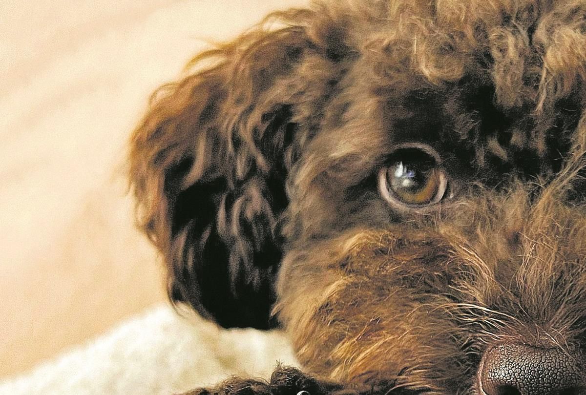 ▷Aprende A Quitar Pelos De Perro En Césped Artificial