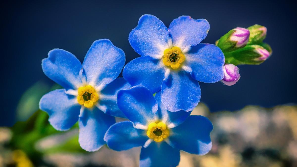 La planta no me olvides da unas preciosas flores azules en primavera