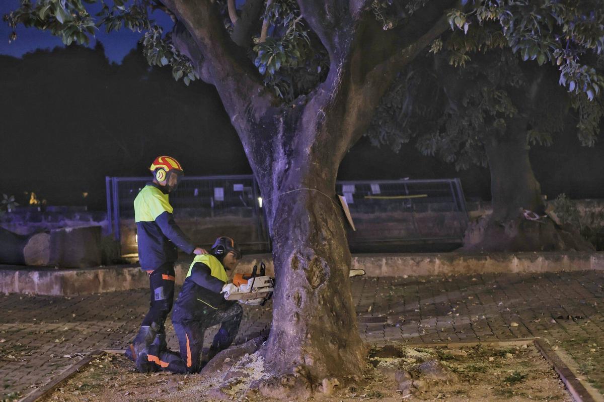 Así ha sido la tala de los bellasombra de la plaza Llorenç Villalonga