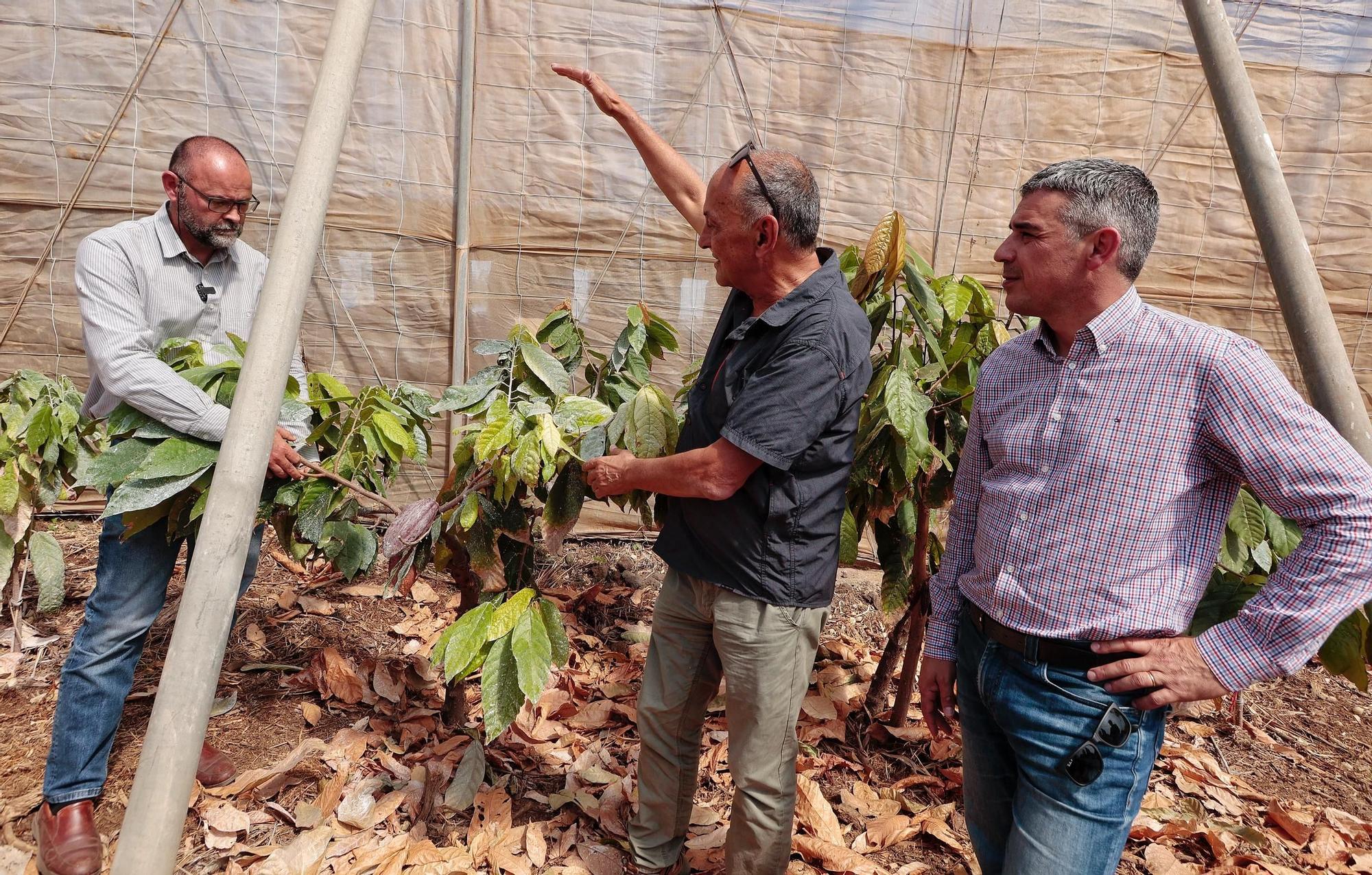 Parcelas destinadas al cultivo de café y cacao de la Finca Los Pajalillos