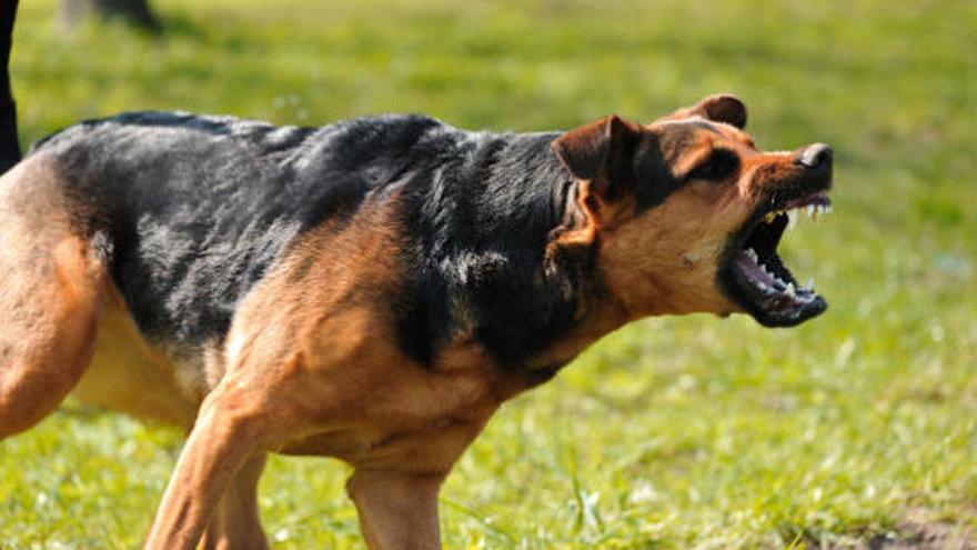 Cárcel para un joven que tiró un perro vivo a una jauría malnutrida para darles de comer