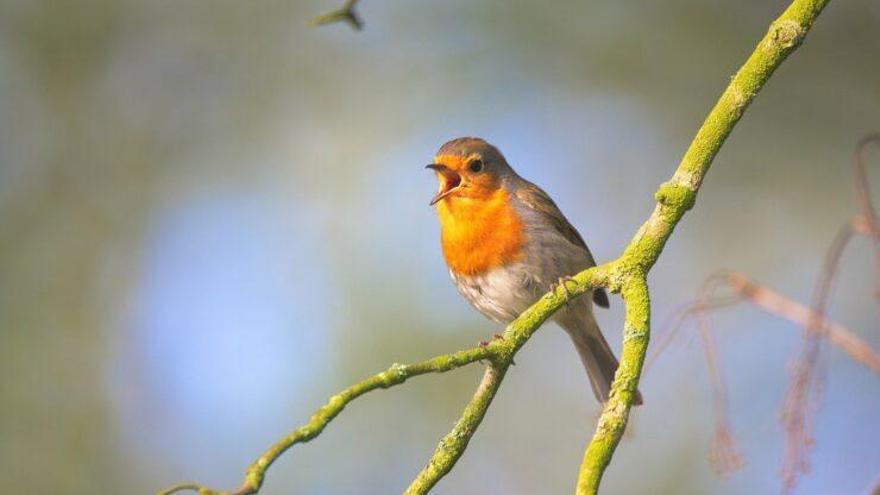 Milloren la salut els sons de la natura?