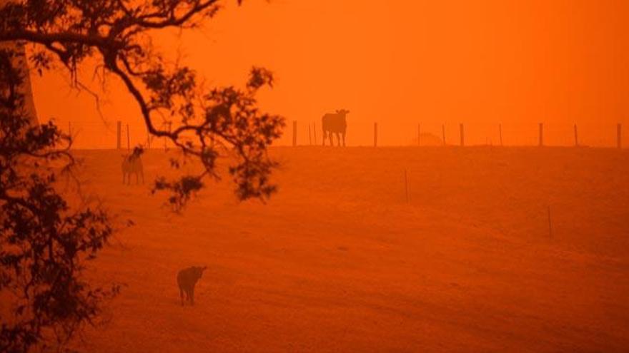 La sequía extrema en Australia obliga a sacrificar 10.000 camellos salvajes