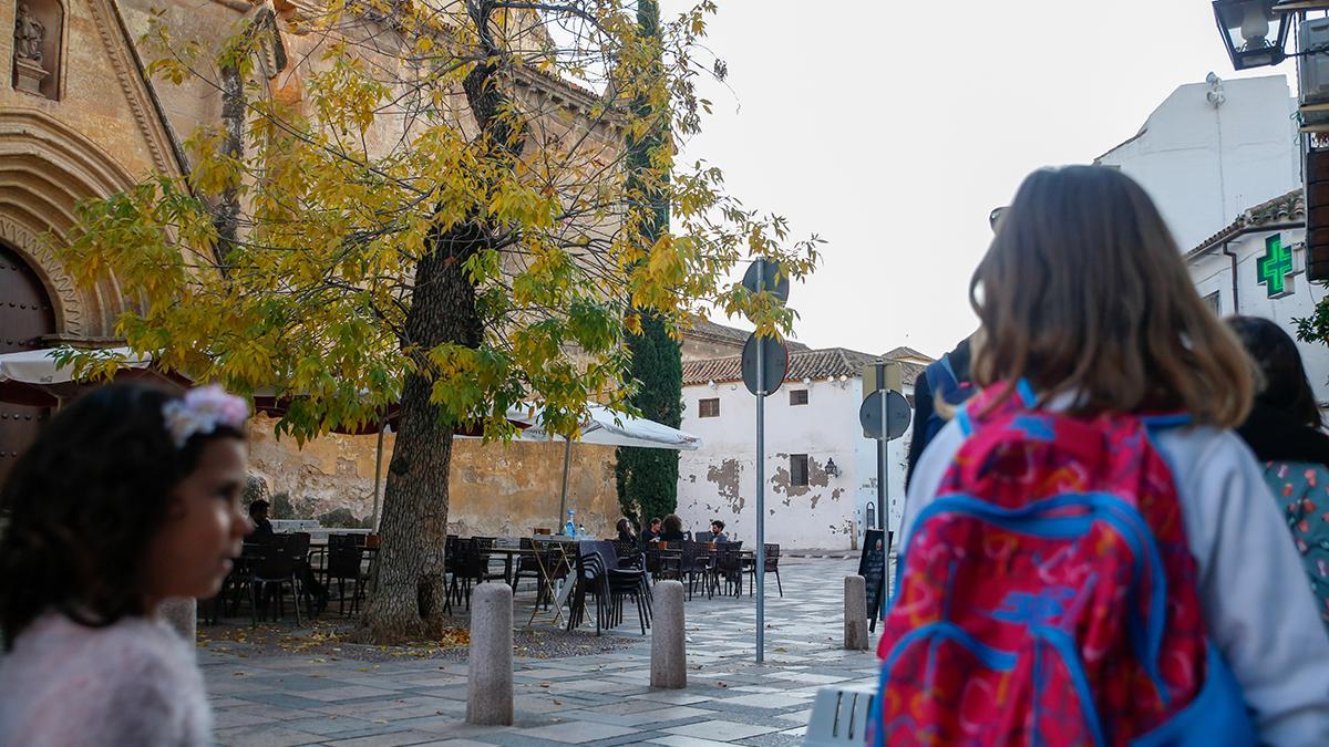 Fresno común en la plaza de Santa Marina