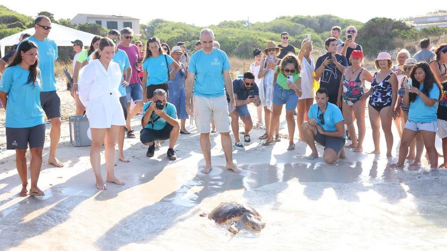 Aufgepäppelte Schildkröten auf Mallorca dürfen zurück ins Meer