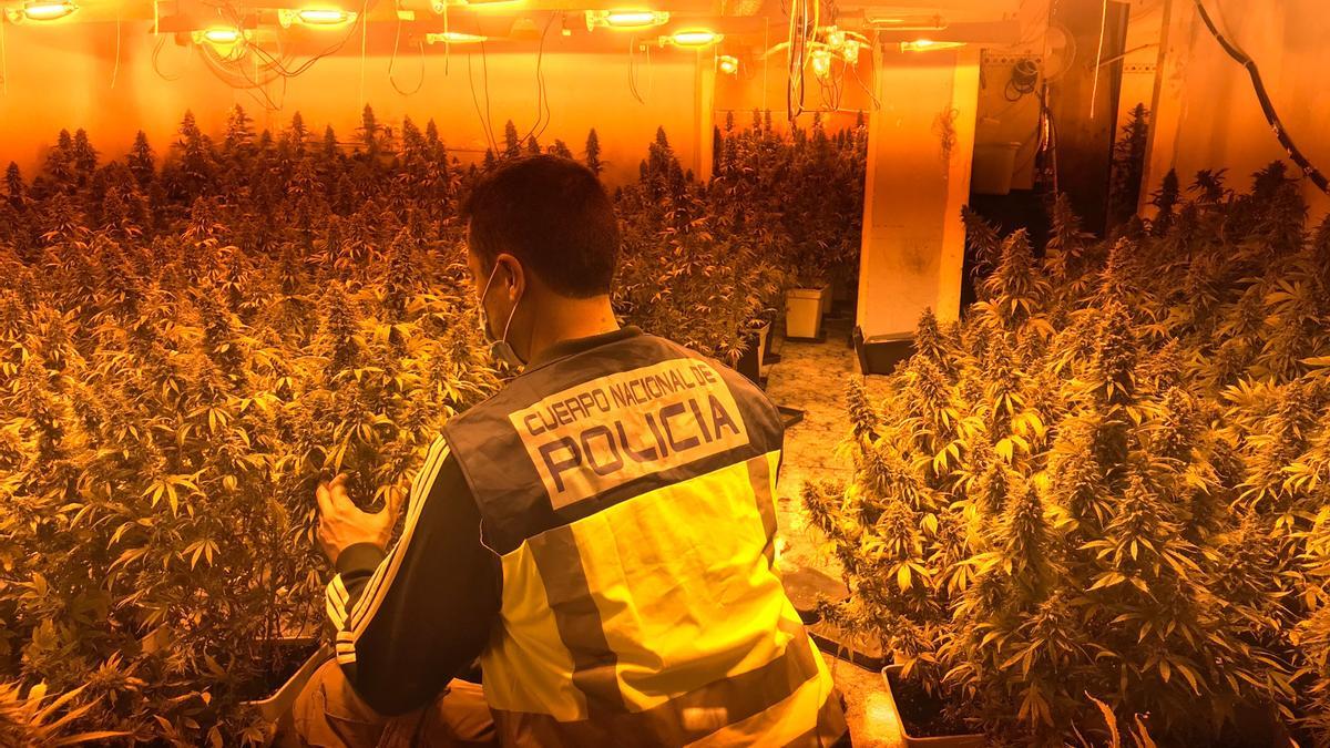 Detienen al mayorista de la marihuana en Palma que suministraba la droga a otros narcos