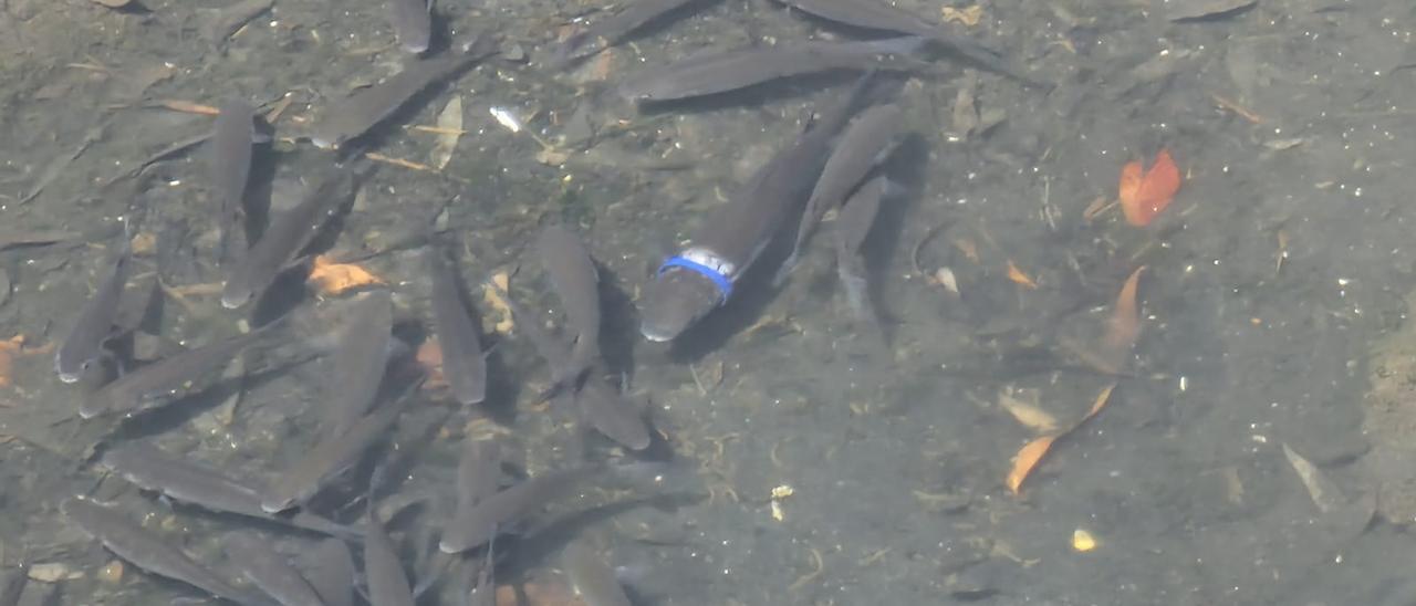 Un pez condenado a morir tras quedar atrapado por la anilla plástica de una botella. En la foto, tomada en el río O Con (Vilagarcía), se aprecia la herida que le ha producido.   | //  M. MÉNDEZ