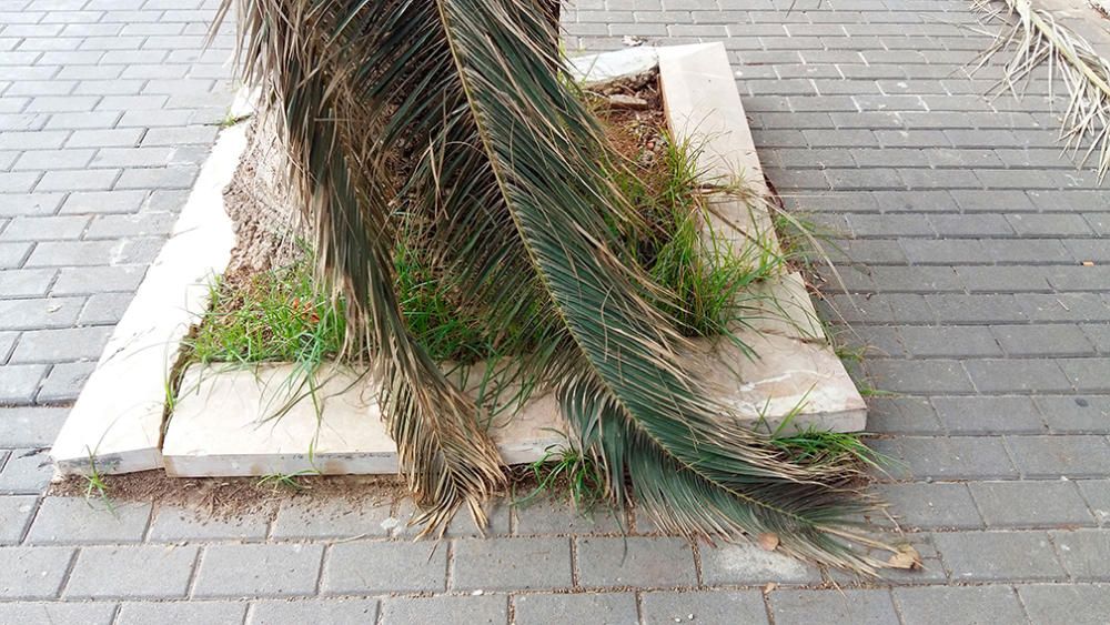 Die lange Liste der Mängel an der Playa de Palma