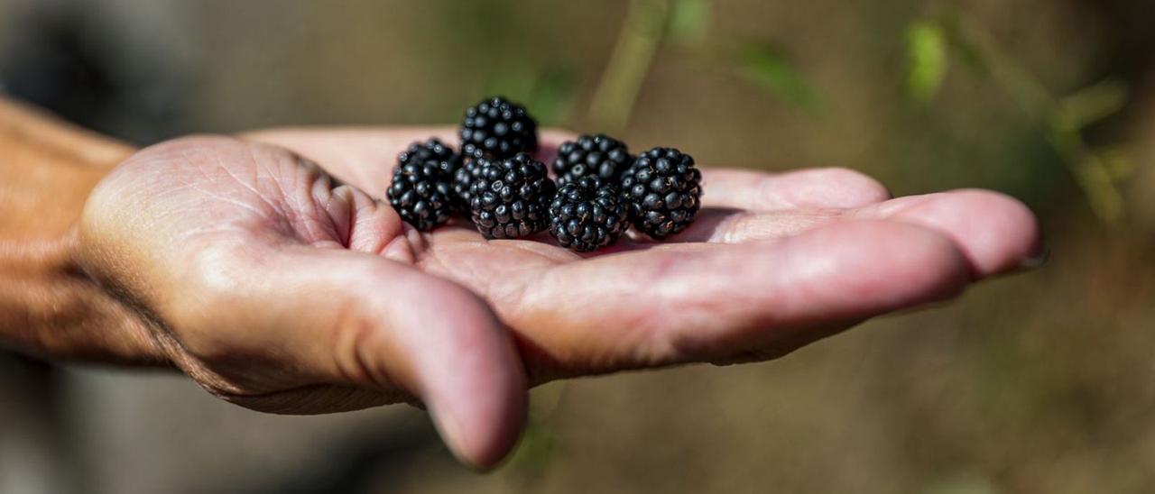 Moras en el monte Naranco de Oviedo. | Irma Collín