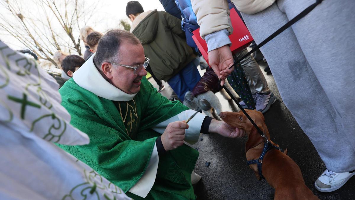 La bendición de animales en La Magdalena, en imágenes