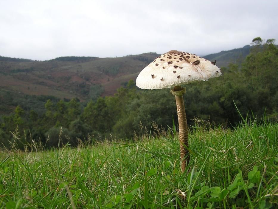 Lepiota. La 'macrolepiota procera' se caracteriza por contar con un sombrero característico y de gran tamaño y por ser bastante habitual en la temporada de setas.