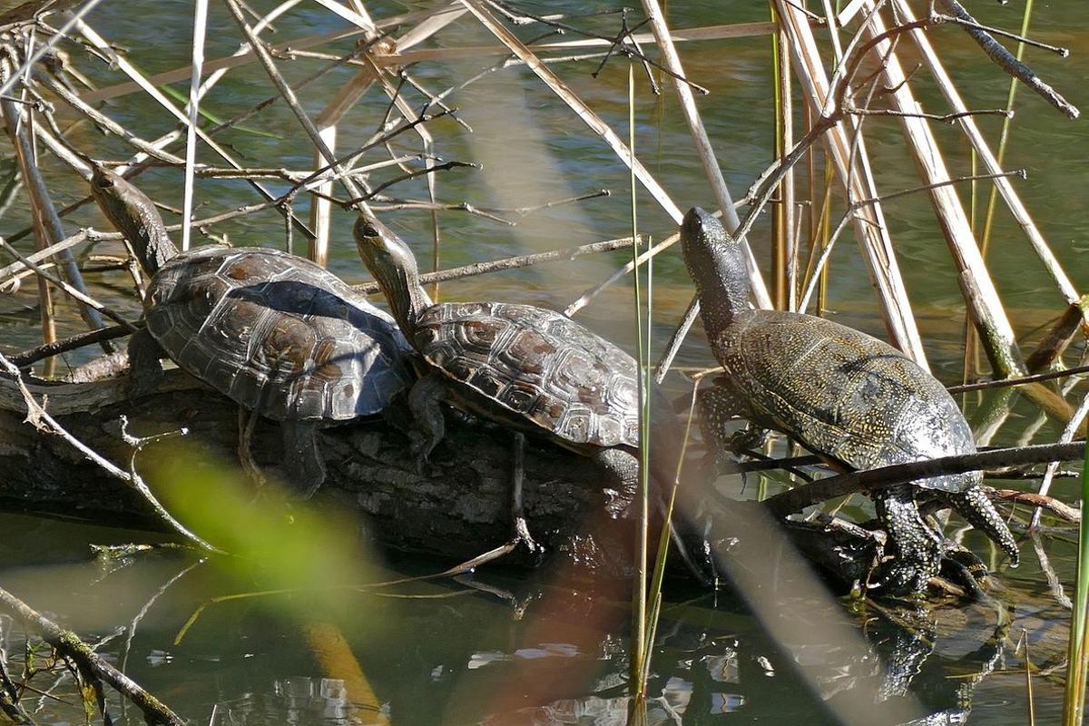 2 mediterranean pond turtles mauremys leprosa and european pond turtle emys orbicularisright 26060818166