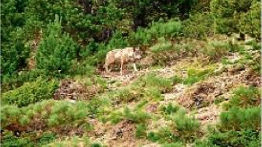 Els llops que s&#039;han albirat els darrers anys són exemplars solts