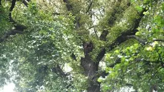 A revisión el árbol del que se desprendió una rama sobre las terrazas de la plaza de España de A Coruña