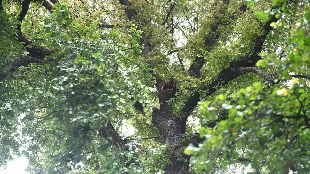 A revisión el árbol del que se desprendió una rama sobre las terrazas de la plaza de España de A Coruña