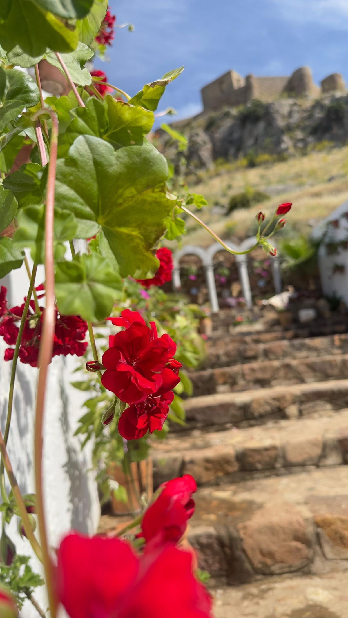 La Diputación da a conocer los ganadores del Concurso de Patios, Rejas y Rincones de la provincia