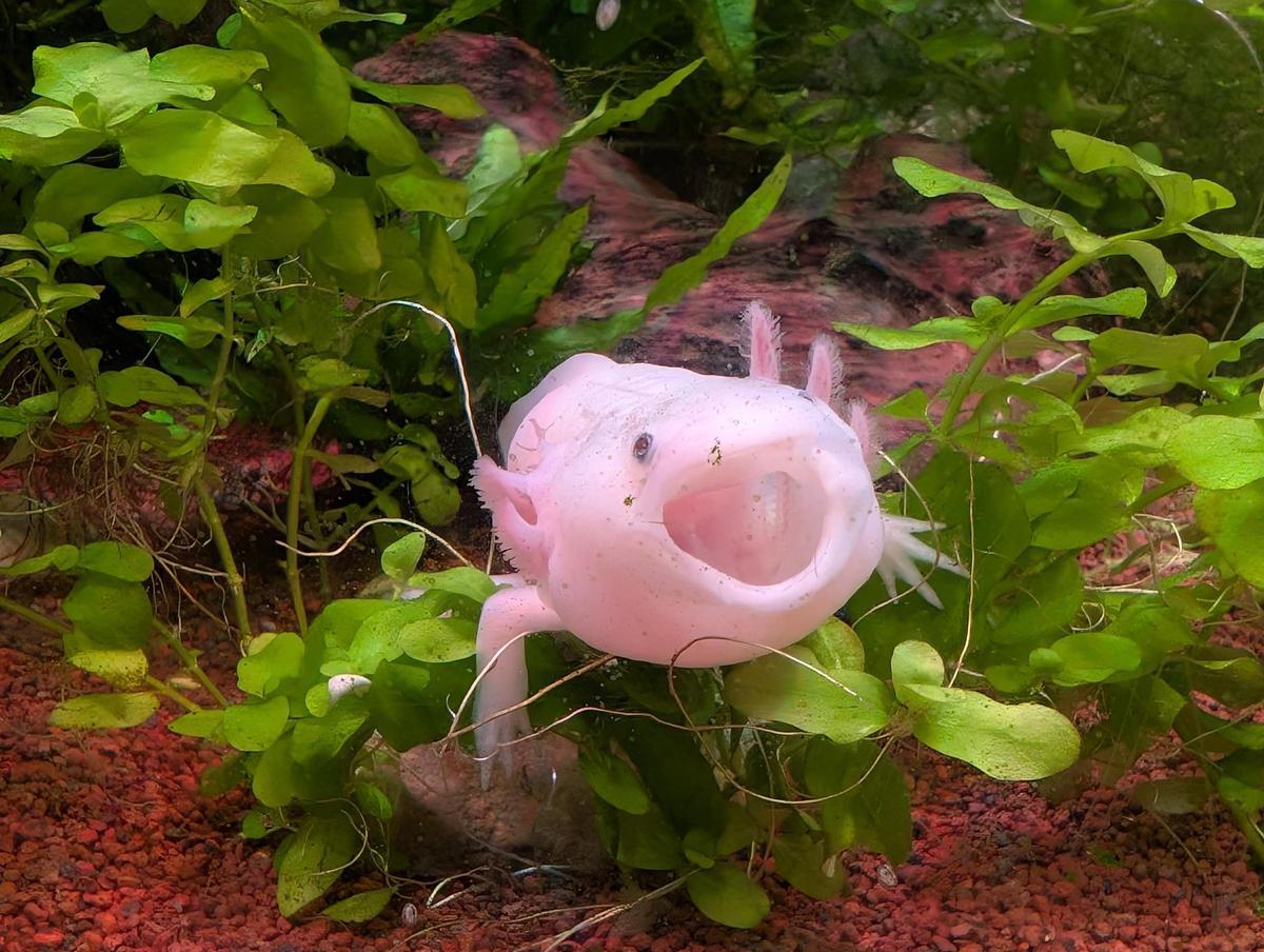 Ajolote de la zona del Bosque Húmedo Tropical Americano