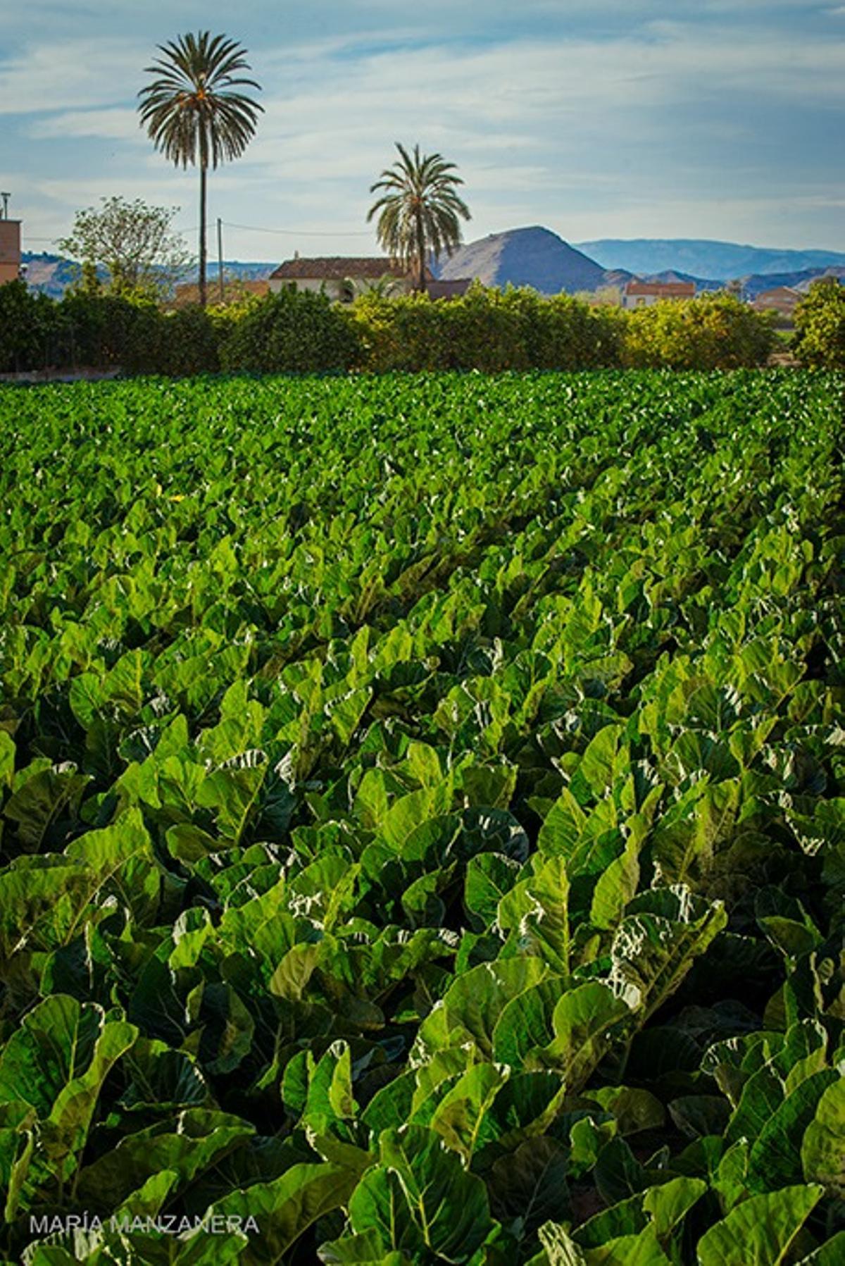 Foto compartida por Manzanera en el último post que publicó en su cuenta de Facebook.