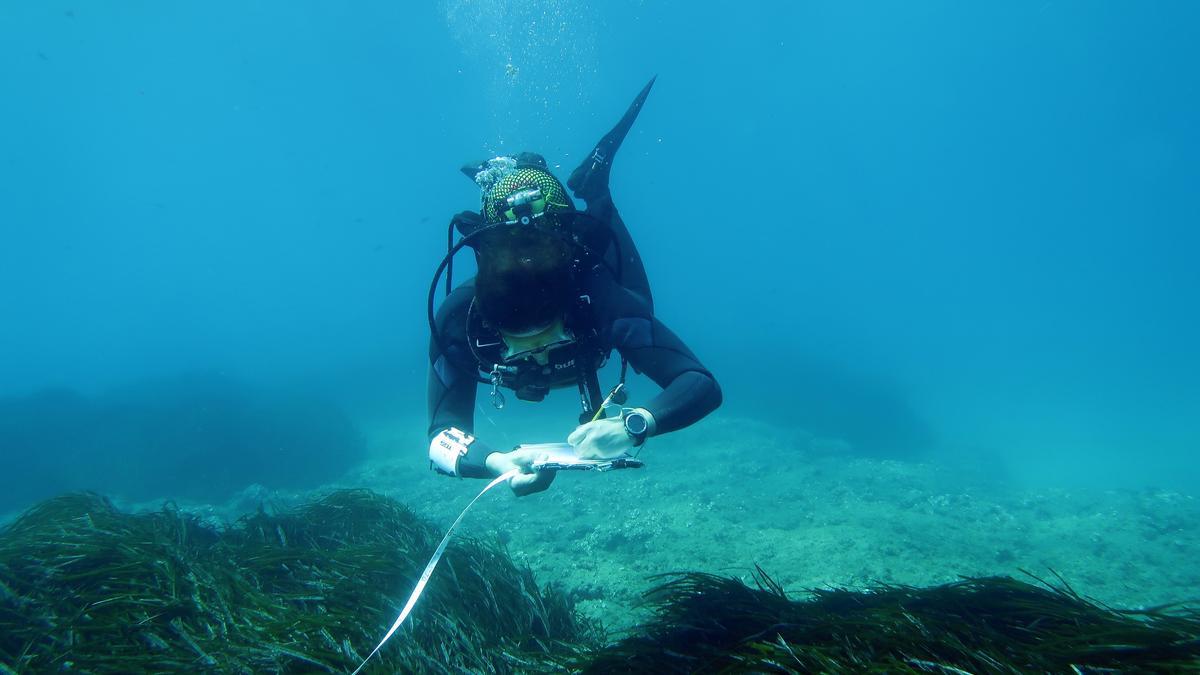 Un buzo toma notas sobre la posidonia en pleno trabajo de campo