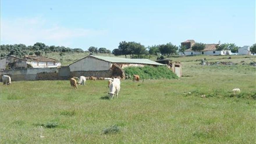 Asaja Extremadura iniciará acciones judiciales contra la Junta por la tuberculosis bovina