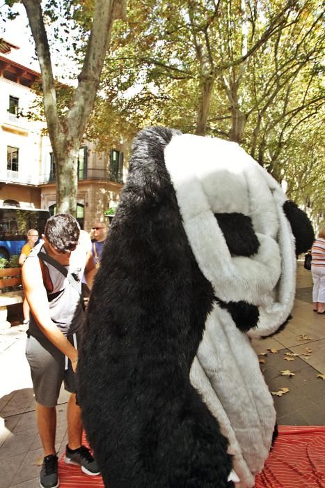 Unternehmen Pandabär auf Mallorca