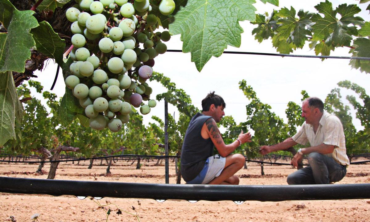Riego por goteo en los viñedos del Vinalopó