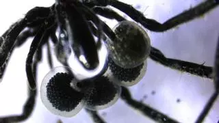 Las arañas submarinas desvelan un mundo microbiano desconocido