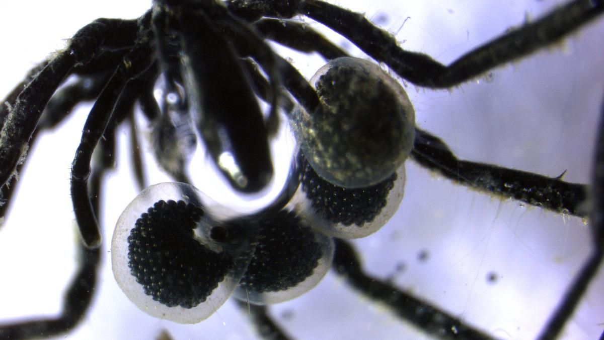 Araña marina macho con cajas de huevos conservadas en tetróxido de osmio.