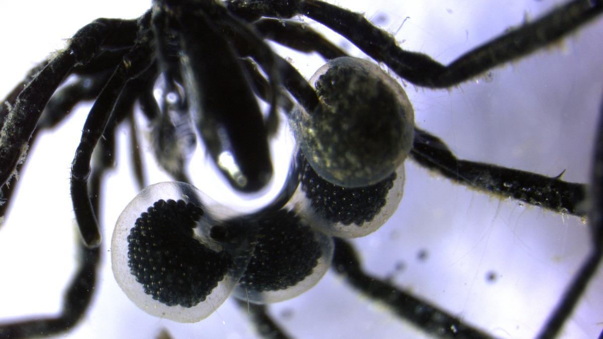 Araña marina macho con cajas de huevos conservadas en tetróxido de osmio.
