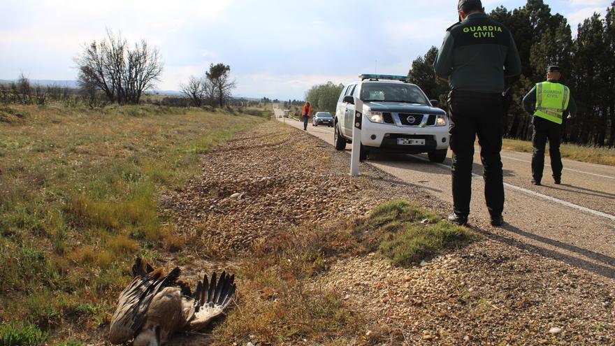 Una bandada de buitres impacta contra un vehículo en plena N-631 en Zamora