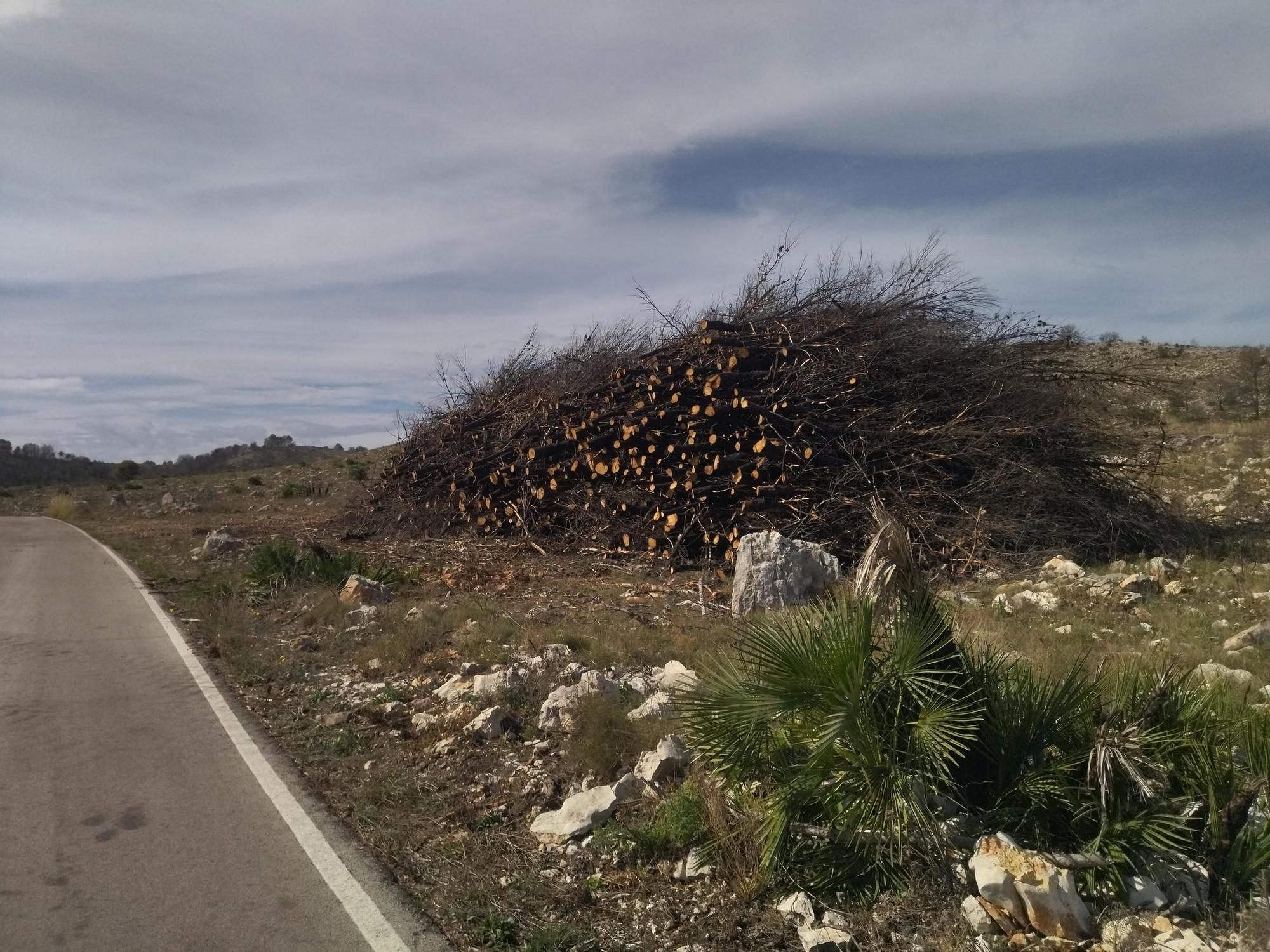 Regeneración tras la catástrofe: miles de pinos carbonizados y ahora talados y apilados