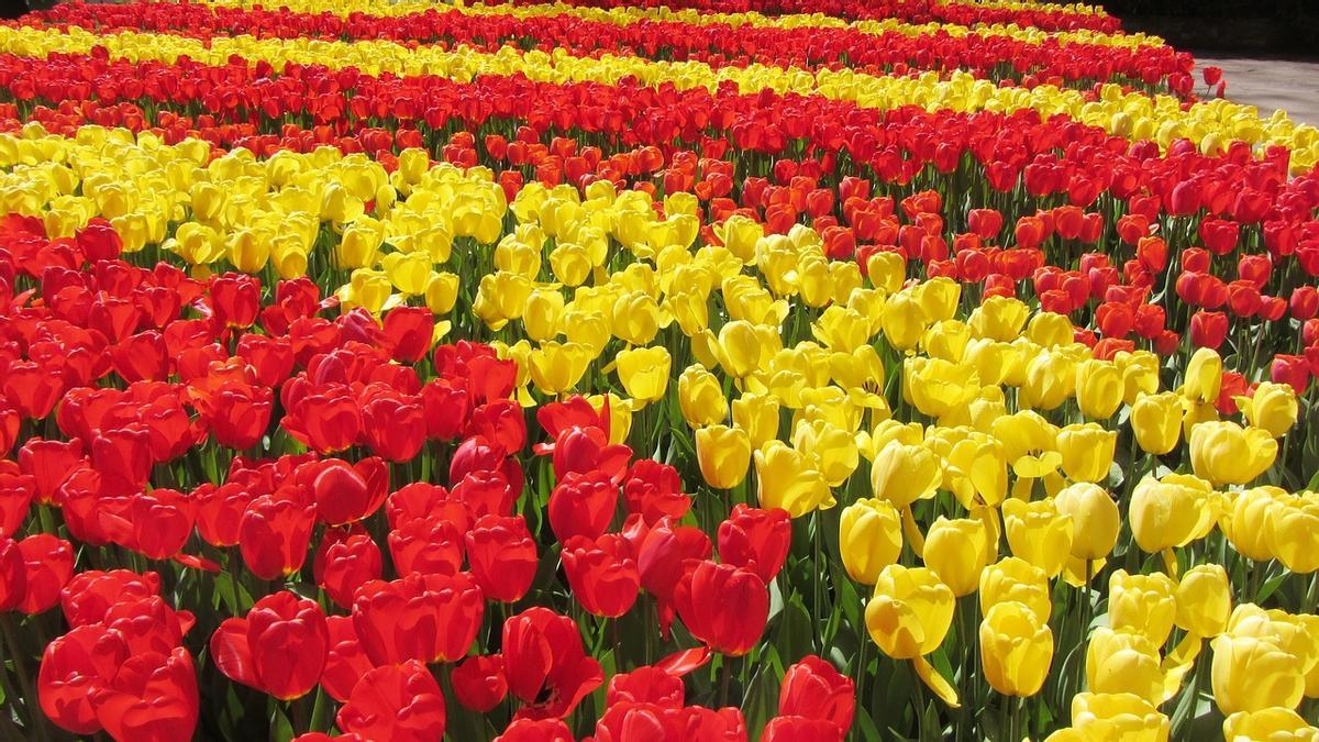 Abril es un mes ideal para ver tulipanes en los Países Bajos.