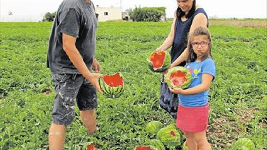 Agricultura facilitará batidas para frenar la plaga de conejos y jabalíes