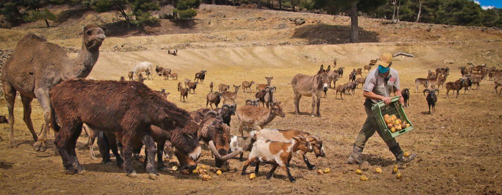 Un safari al límite por el coronavirus