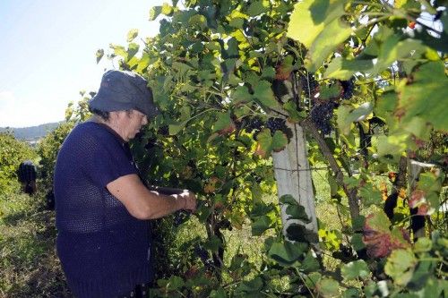 Arranca la vendimia en las Rías Baixas