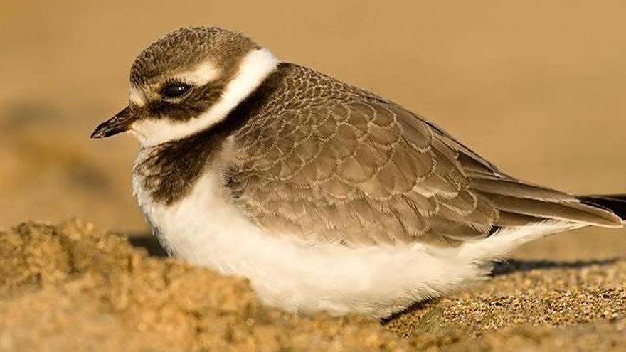 València, Sueca y Cullera apuestan por playas más naturales para el chorlitejo