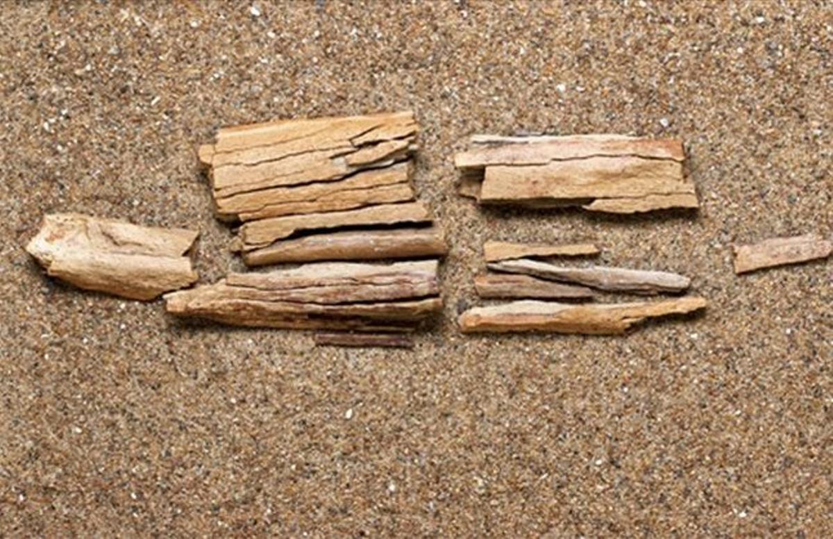 Fragments ossis localitzats a l’illa d’Ellesmere, al territori canadenc de Nanavut Fragments ossis localitzats a l’illa d’Ellesmere, al territori canadenc de Nanavut