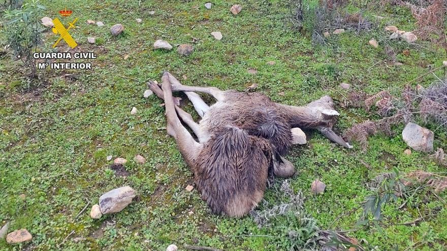 Investigan a un vecino de Calamonte por abatir siete muflones y dos ciervos