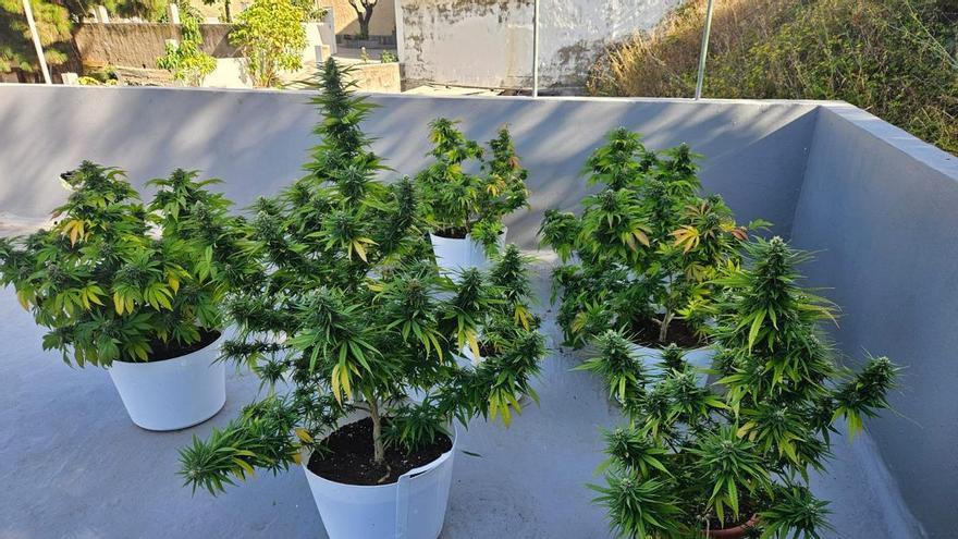 Incautadas 31 plantas de marihuana en una vivienda de Santa Brígida