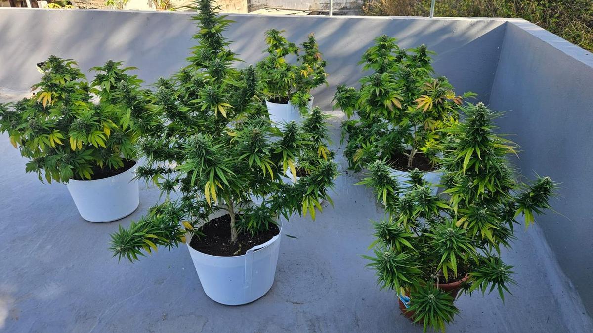 Incautadas 31 plantas de marihuana en una vivienda de Gran Canaria