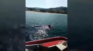 Cuidado con el delfín Manoliño, no es tu amigo
