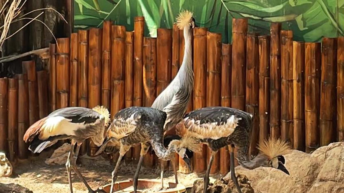 Grullas coronadas