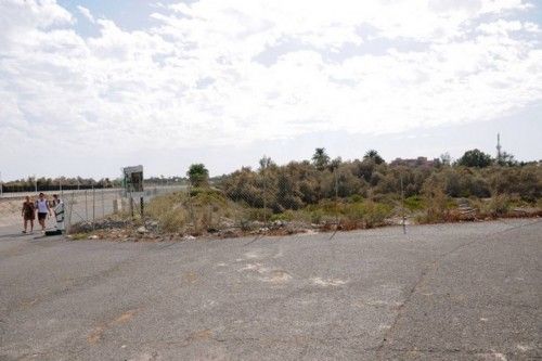 Mal estado de las Palmeras en el Oasis de Maspalomas y el Parque Tony Gallardo